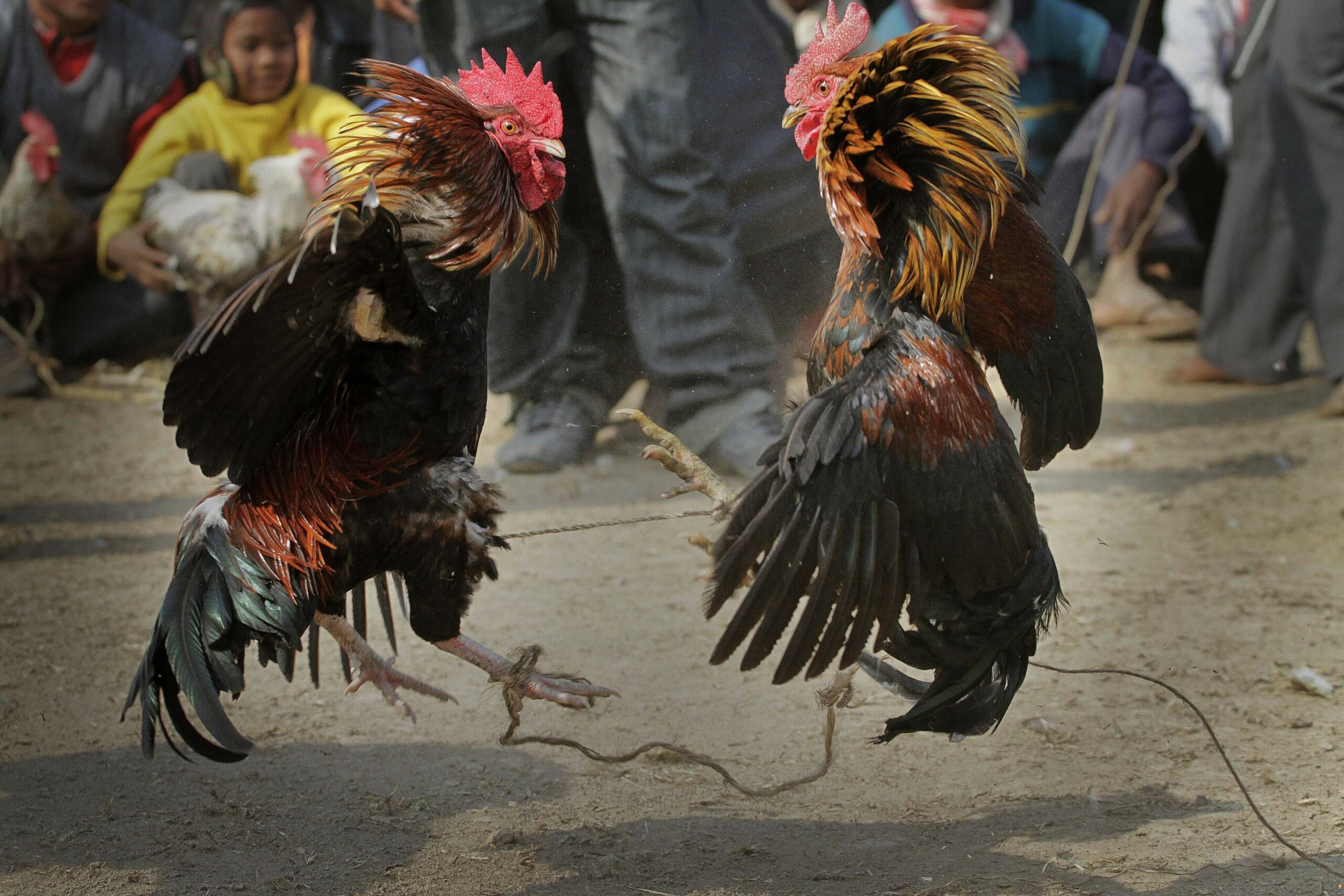 India Cockfight