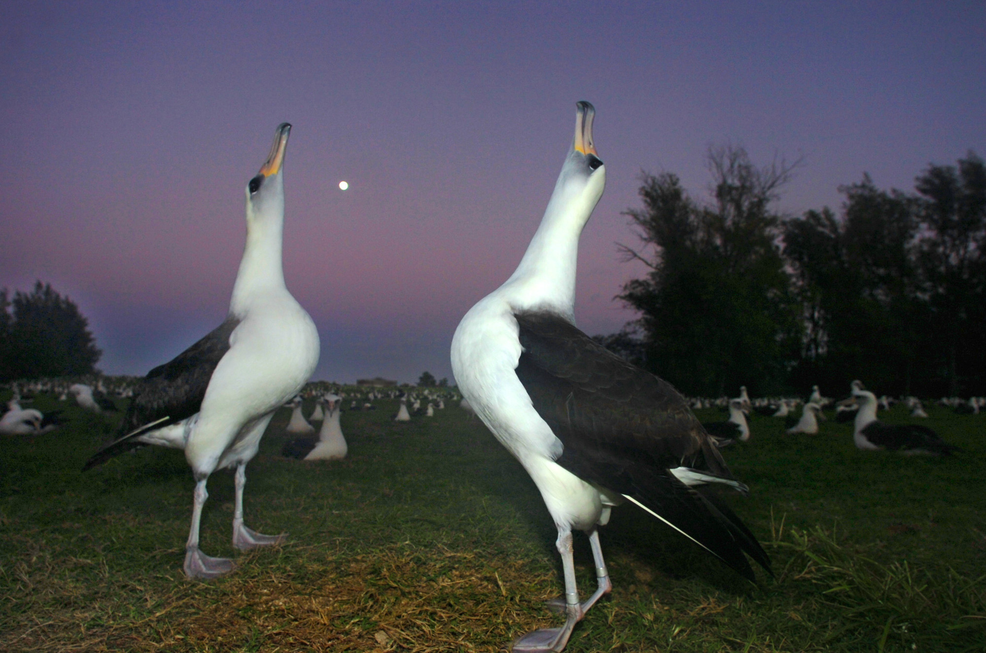 TRAVEL TRIP MIDWAY ATOLL