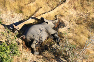 Botswana Dead Elephants