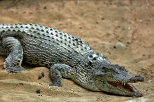 Mideast Iran Crocodile Breeding