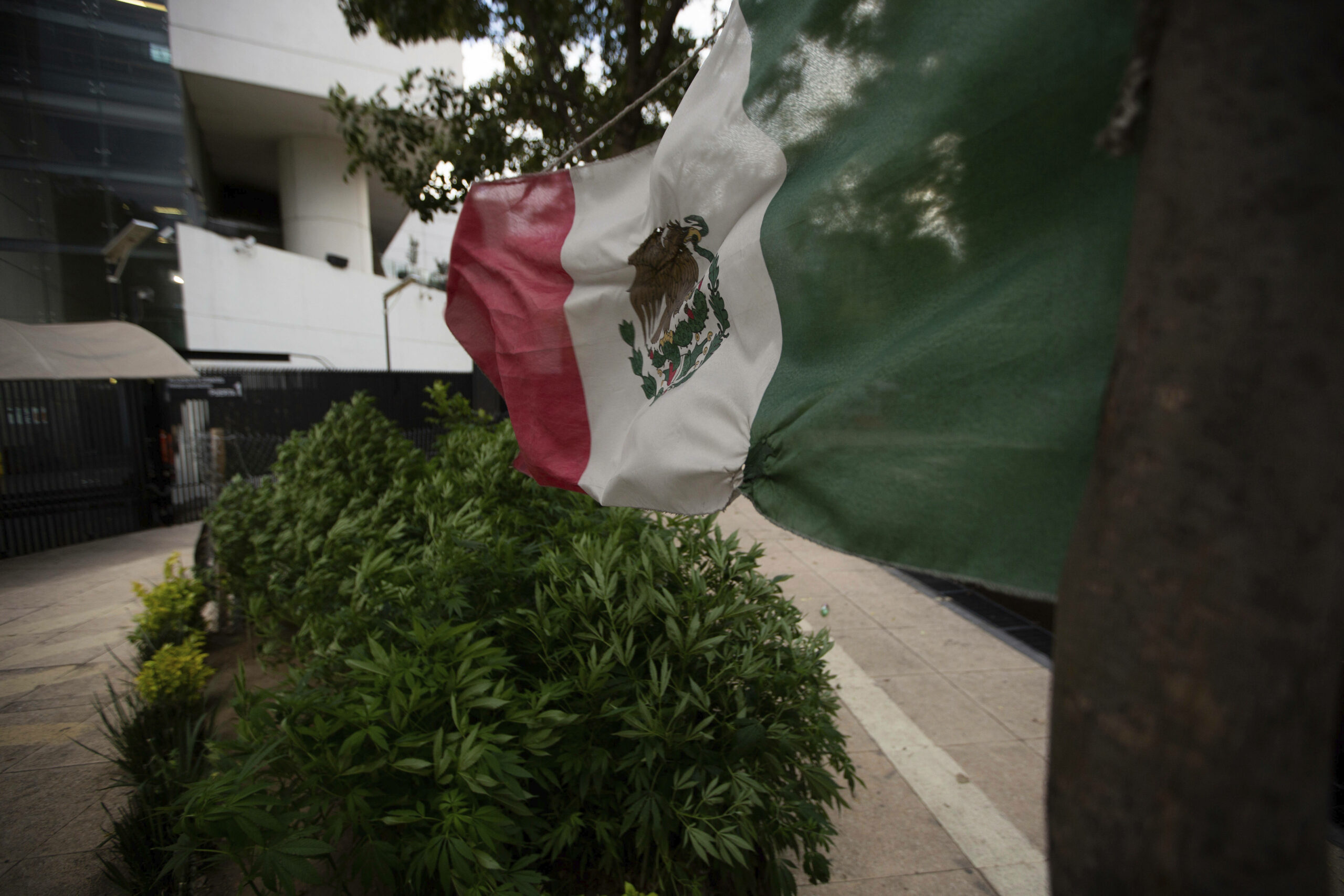 Mexico Marijuana