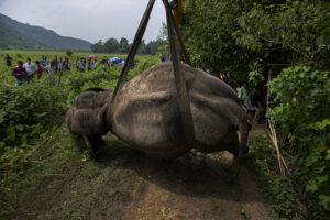 India Wild Elephant