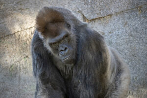 US Virus Outbreak Gorillas