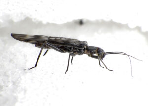 Melting Glaciers-Threatened Stoneflies