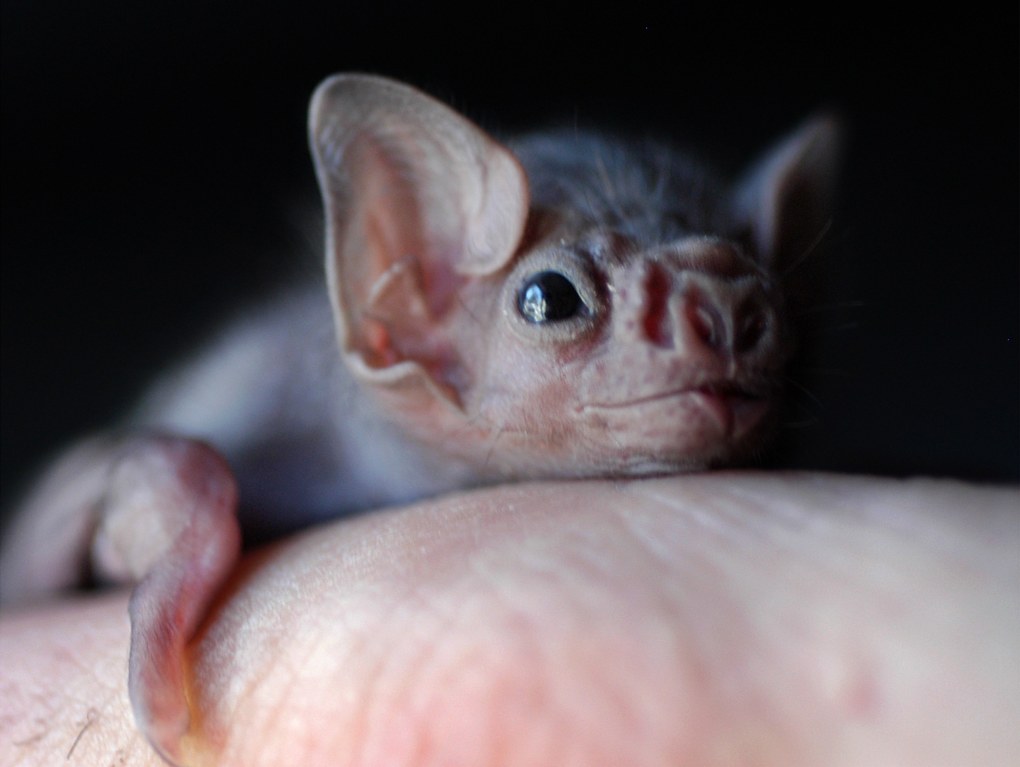 WHITE WINGED VAMPIRE BAT PUP