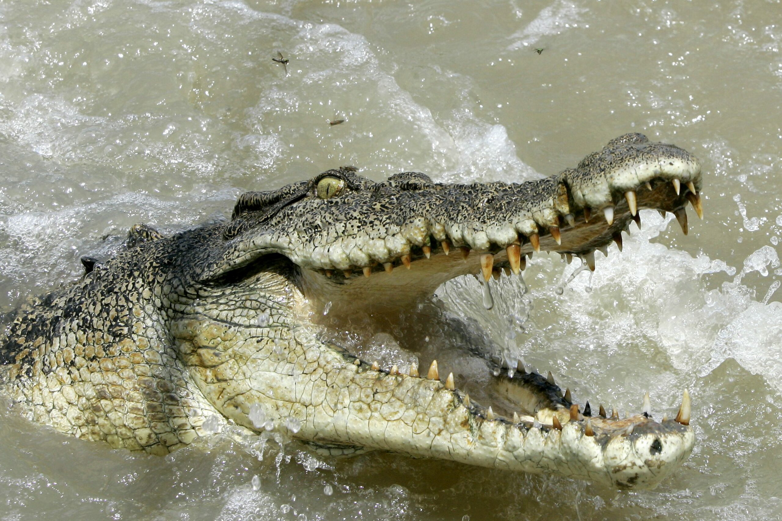 AUSTRALIA CROCODILES