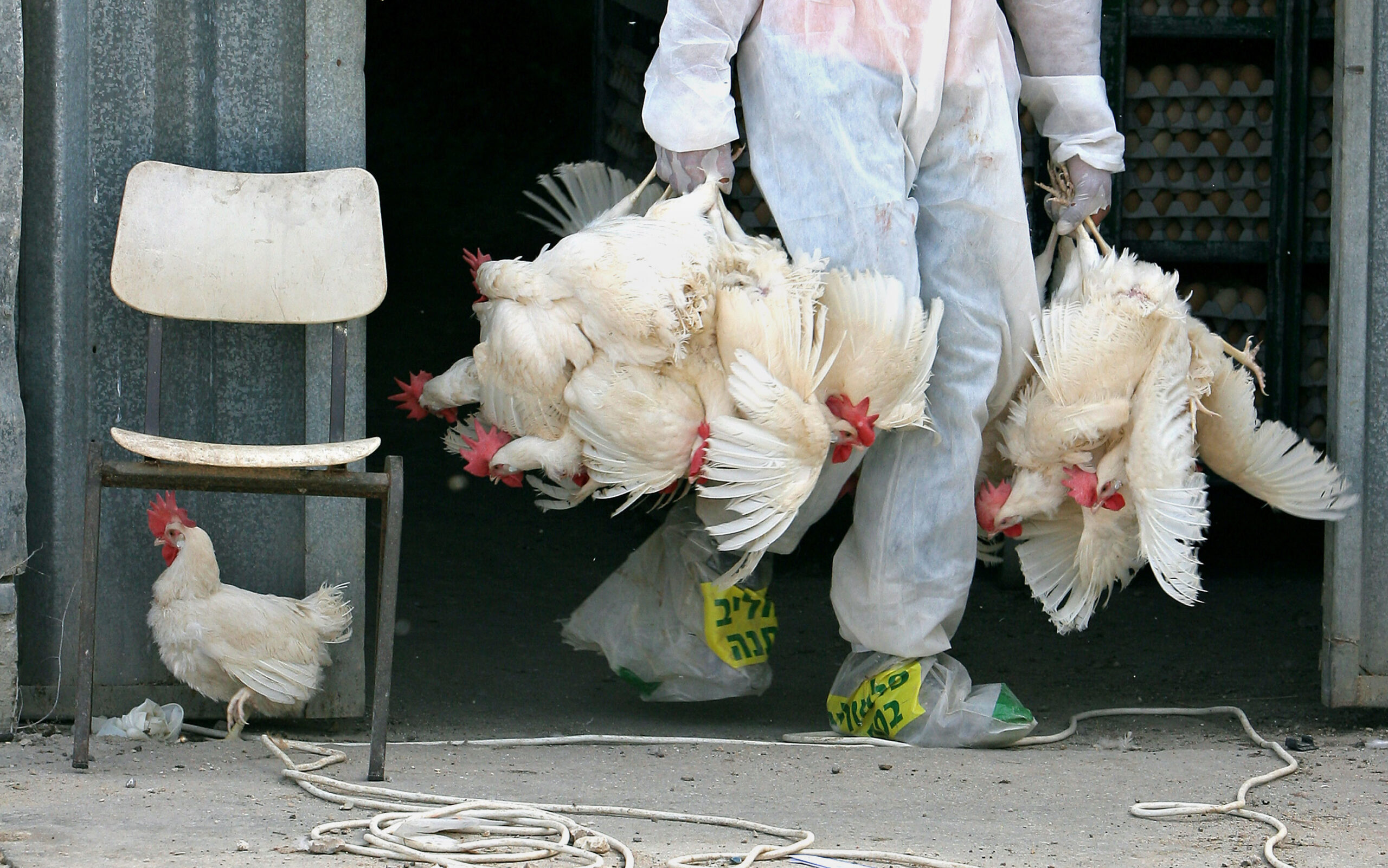 MIDEAST ISRAEL BIRD FLU