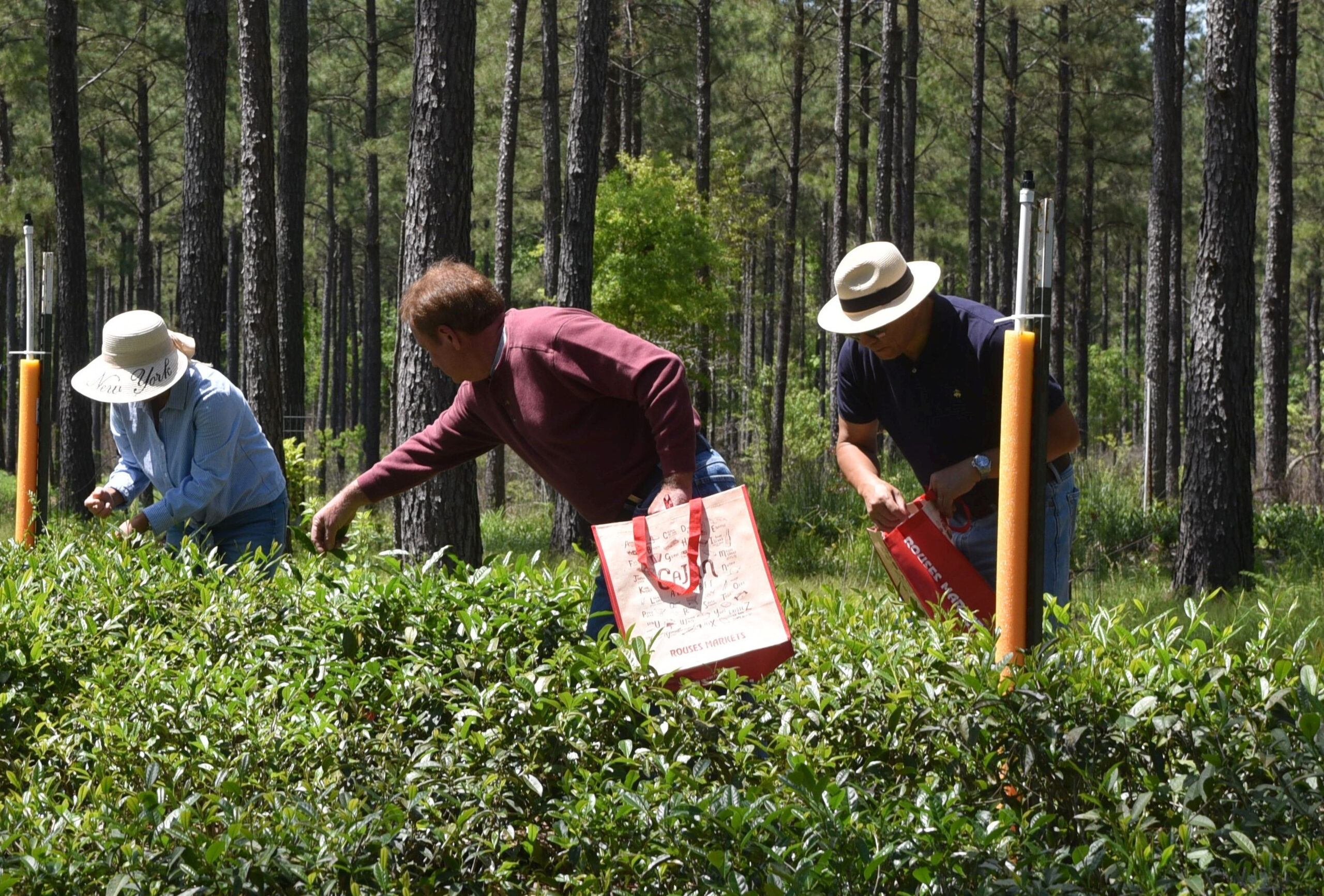 Testing Tea Plants Louisiana