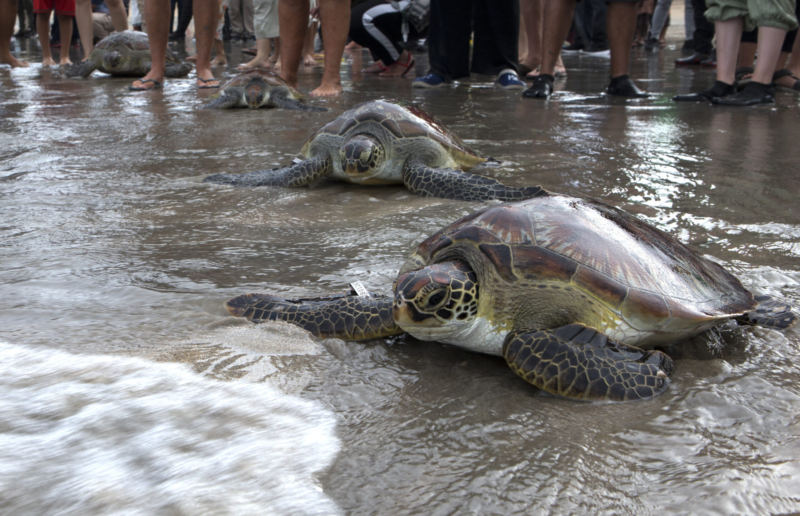 Indonesia Sea Turtle