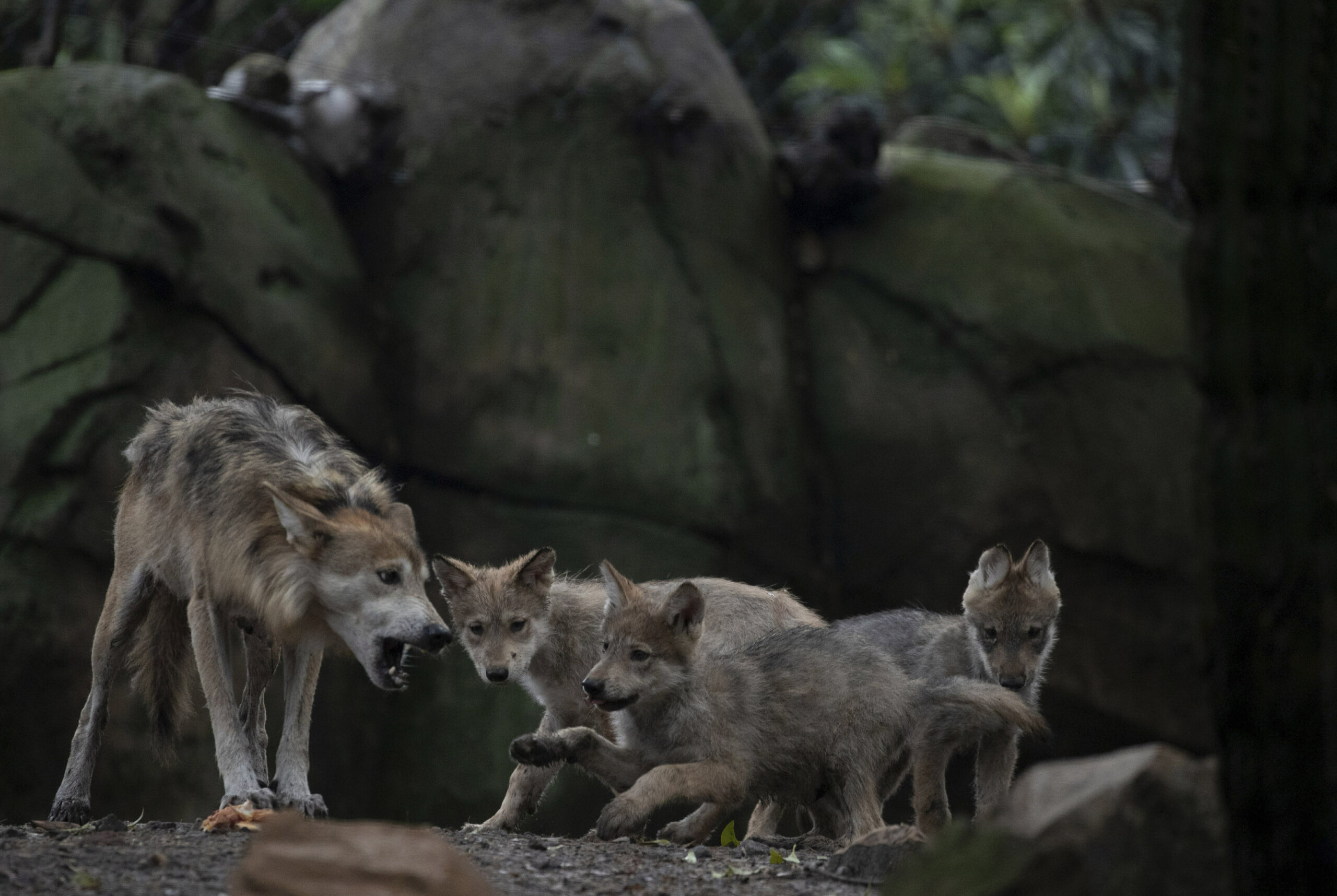 Mexico Wolves