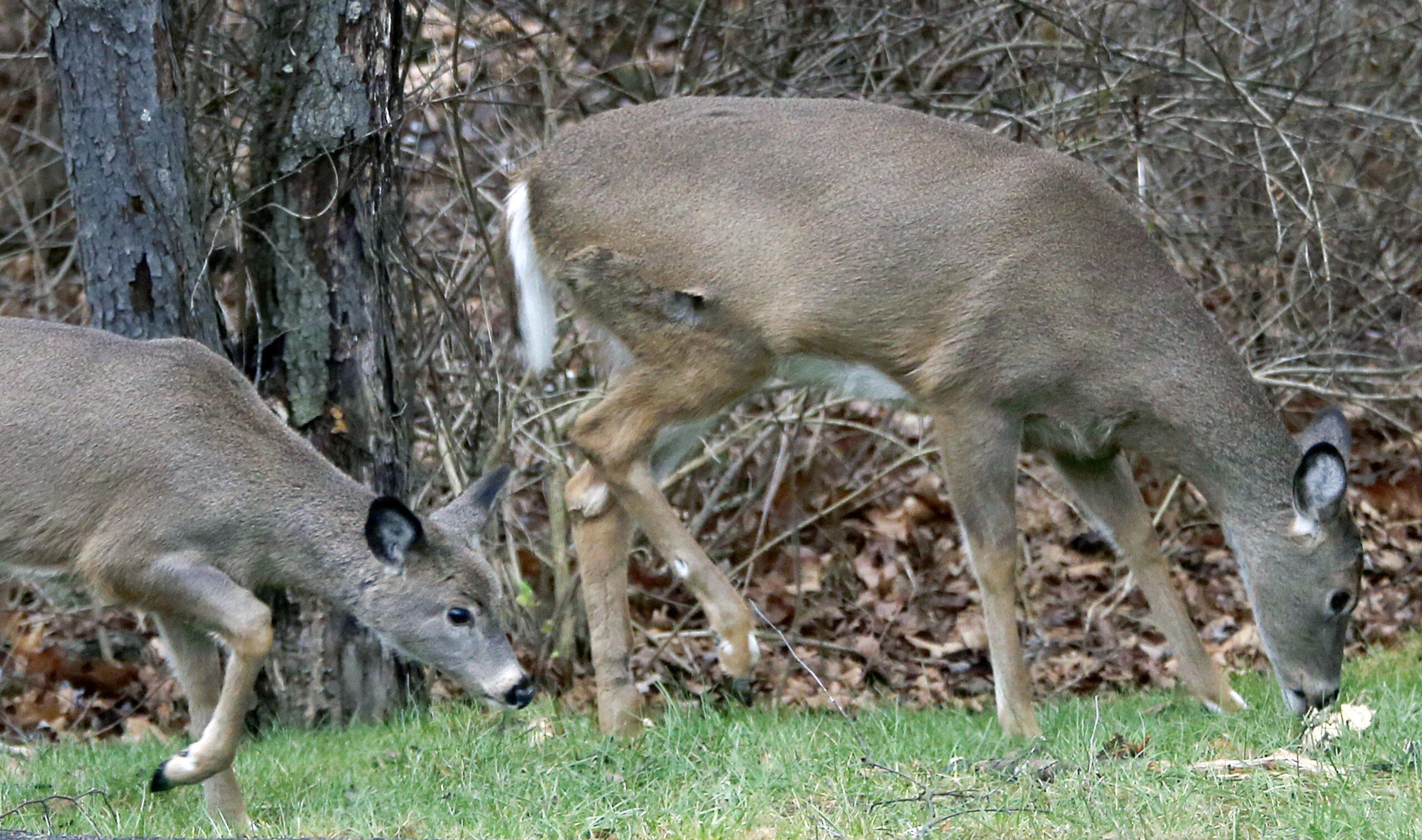 Deer Harsh Winter