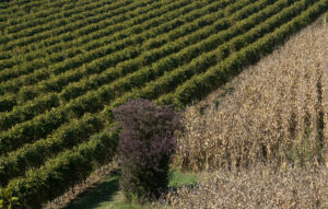 Italy Defending Prosecco