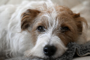 JACK RUSSELL TERRIER