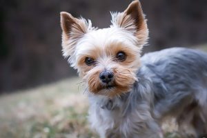 yorkshire-terrier-4783327__340