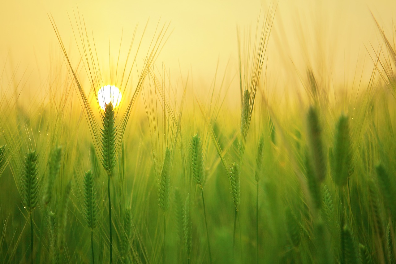 barley-field-1684052_1280